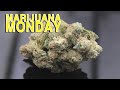 First Class Funk Marijuana Monday thumbnail