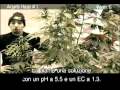 Green House Arjan's Haze #1 Grow with Italian Subtitles thumbnail