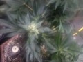 spliff seeds new strains thumbnail