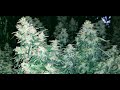 Auto_Opium from Divine Seeds, 72 day, ScroG, Advenced Nutriens Sensi Coco, Grand Master Grower Level thumbnail