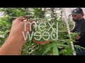 Sour Mango de MEXI WEED 🥭🌱🧬🇲🇽 thumbnail