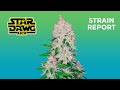 Stardawg Auto | Strain Report | Fast Buds thumbnail