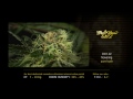 Pure Kush - Green House Grow Sessions thumbnail