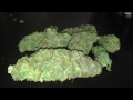 KushBerry Review & Harvest thumbnail