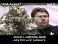 Green House Arjan's Ultra Haze#2 Grow with Russian Subtitles thumbnail