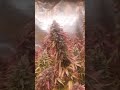 Auto Northern Lights Divine Seeds Cannabis Indoor grow thumbnail