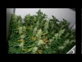 Growing Cannabis Indoor 3 thumbnail