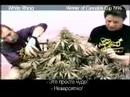 Green House Seed Co. White Rhino Grow with Russian Subtitles thumbnail