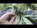 AUG 17 2023 Outdoor Southern Ontario Cannabis Medicinal Grow Update thumbnail