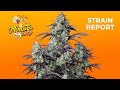 Mimosa Cake Auto | Strain Report  | Fast Buds thumbnail