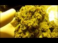 Sannies seeds Mad Kush harvest shots thumbnail