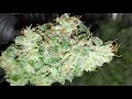 Seedsman Berry Bliss Harvest thumbnail