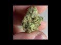 Review of Xena bred by Exotic Genetics— Grown by Cloud Cover Michigan thumbnail