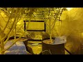 Auto Northern Lights Divine Seeds Cannabis Indoor grow thumbnail