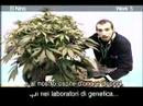 Green House Seed Co El Niño Grow with Italian Subtitles thumbnail