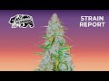 Californian Snow Auto | Strain Report | Fast Bads thumbnail