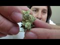 Dan's 420 Chronicles - Member OG / Weed Review 4/16/21 thumbnail