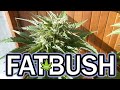 NYC Brooklyn Diesel Autoflower Weed thumbnail