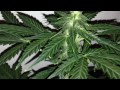 Silver Kush - OG 18 Kush Part 2 thumbnail