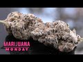 Cake Crasher Marijuana Monday thumbnail