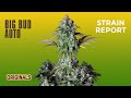 Big Bud Auto | Originals | Strain Report | Fast Buds thumbnail