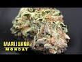 Terpwin Station Marijuana Monday thumbnail