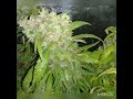 Fast Bud 2.0 Auto by Sweet Seeds thumbnail