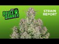 Bruce Banner Auto | Strain Report | Fast Buds thumbnail