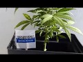 Diesel autoflower thumbnail