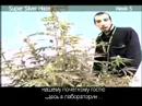 Green House Super Silver Haze Grow with Russian Subtitles thumbnail