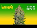 Lemon Pie Auto | Strain Report | Fast Buds thumbnail