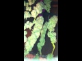 Ken's kush thumbnail