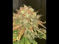 Auto Mazar Divine Seeds Cannabis Indoor grow thumbnail