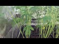 AMNESIA PLATINUM (Bulk Seed Bank) Flowerday 31 MARS HYDRO 2000 thumbnail