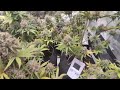 AK47 Autoflowering Fatbush Seeds Cannabis Indoor grow  Bioquant Agrostyle thumbnail