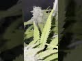 Afghan Original Divine Seeds Cannabis Indoor grow  BioBizz thumbnail