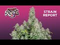 Forbidden Runtz Auto | Strain Report | Fast Buds thumbnail