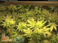 APTUS and SPLIFFSEEDS super skunk COMPILATION thumbnail