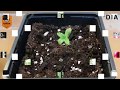 KRITIKAL-K DE KANNABIA SEEDS CON ABONOS PRO-XL. FLORACION FORZADA thumbnail