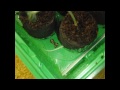 Spliff Seeds White Widow thumbnail