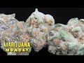 Vanilla Berry Pie Marijuana Monday thumbnail