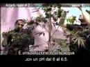 Green House Arjan's Haze #2 Grow with Italian Subtitles thumbnail