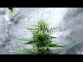 Spliff Seeds Dutch Automatic (Main Cola) thumbnail