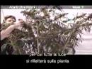 Green House Arjan's Ultra Haze#1 Grow with Italian Subtitles thumbnail