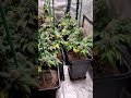 AK 47 XL Divine Seeds Cannabis Indoor grow  Miracle Gro thumbnail