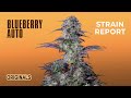 Blueberry Auto | Originals| Strain Report | Fast Buds thumbnail