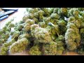 DAYTRIPPING'S 4 PATIENT MEDICAL GROW HARVEST DAY 70, SOMA'S SOMANGO LADY #3! thumbnail