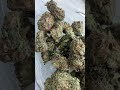 Bonkers strain outdoor? thumbnail