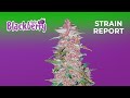 Blackberry Auto | Strain Report | Fast Buds thumbnail