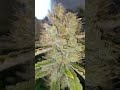 Auto Afghan Bullet Divine Seeds Cannabis Indoor grow thumbnail